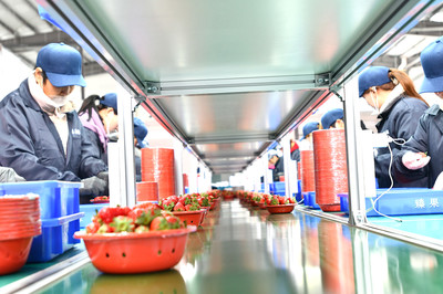 草莓分拣销售 助力果农增收共富之路